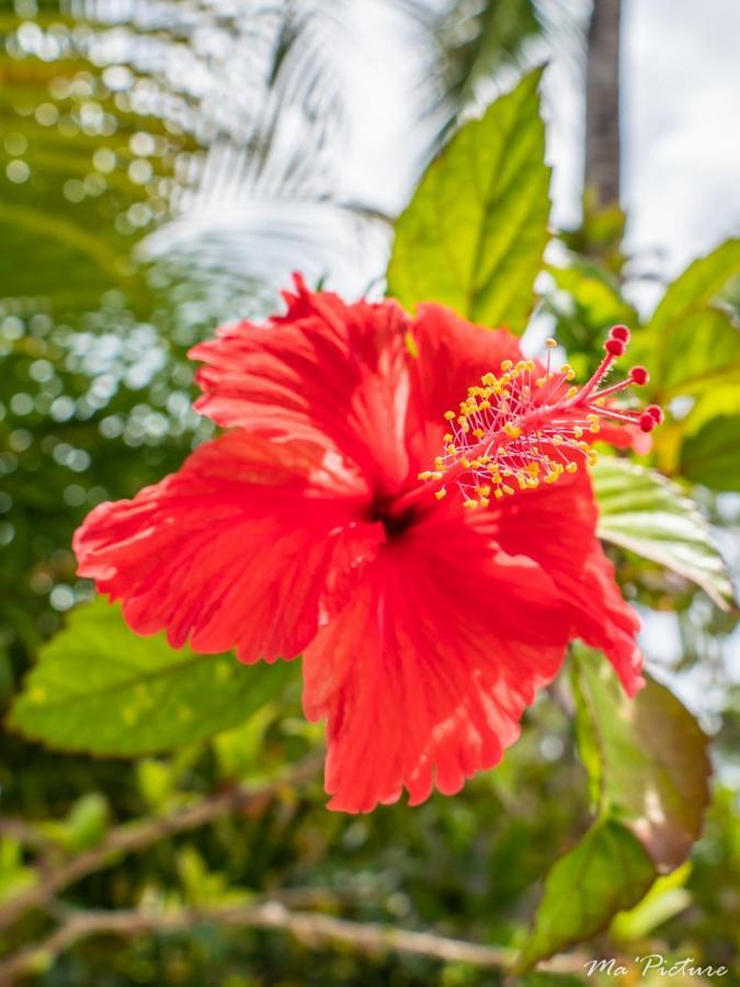 Residence Villas Les Hibiscus Las Terrenas Buitenkant foto